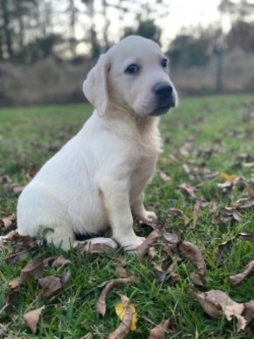 Labrador Retriever puppy for sale + 62671