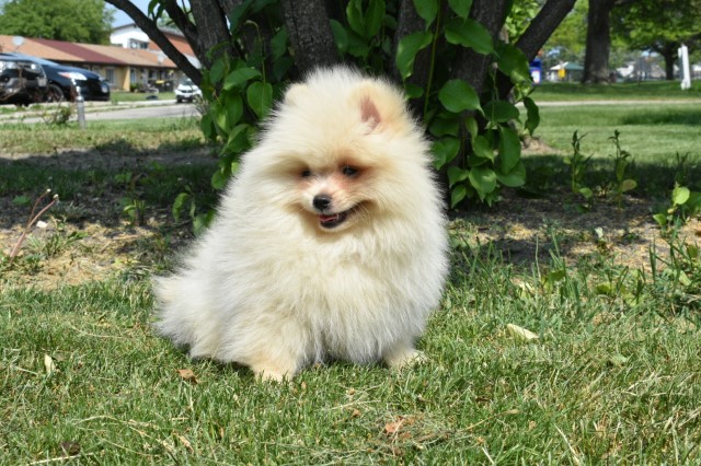 Pomeranian puppy for sale + 64810