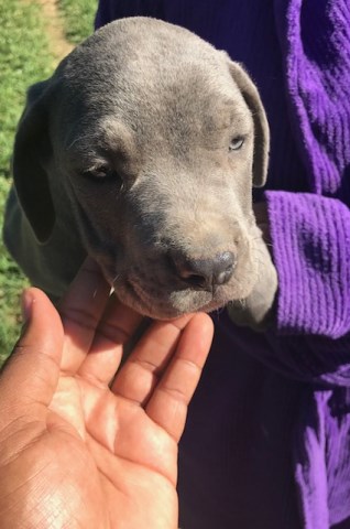 Cane Corso Puppy Dog For Sale In Houston Texas
