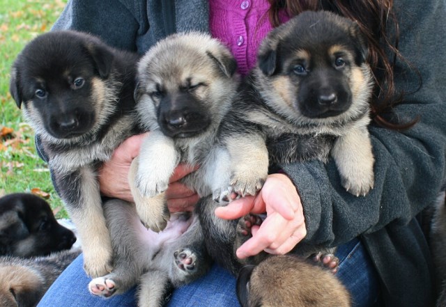 German Shepherd Puppies