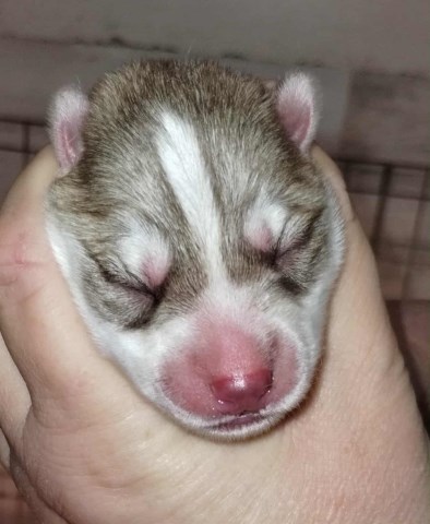 Siberian Husky puppy for sale + 66828