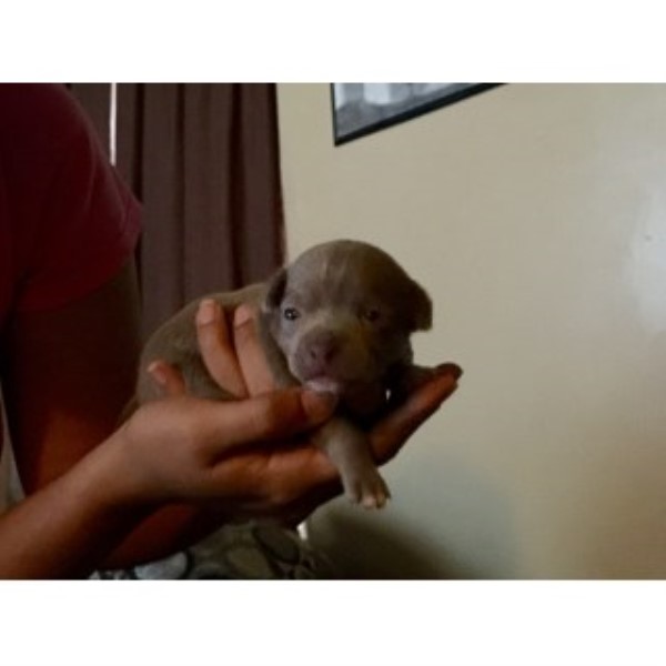 Male Grey 3 Week Chihuahua Pup.