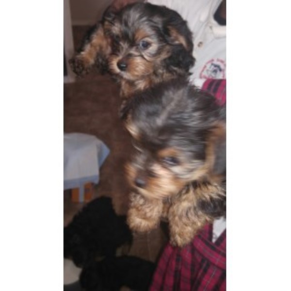 Beautiful Yorkie Puppies Ready For A New Home!!!!!