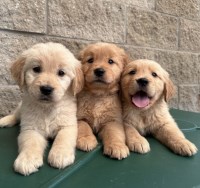 Golden retriever puppies for sale Golden Retriever for sale/adoption