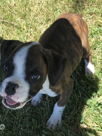 Boxer puppy for sale + 49518