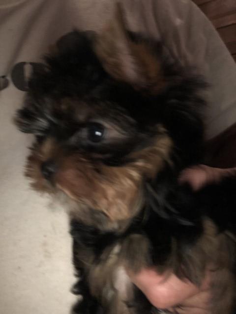 Young Adult Baby-Doll Face Female Yorkie