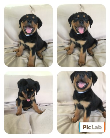 Rottweiler puppy for sale + 52199