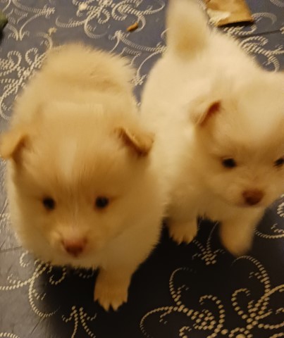CKC Pomeranian Puppies For Sale