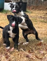 Mom Dogo Argentino / Dad(Staffordshire Terrier/American Pitbull) Staffordshire Bull Terrier for sale/adoption