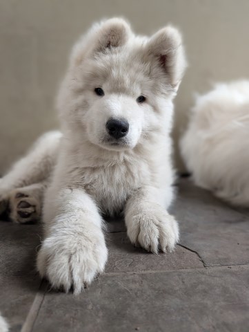 Samoyed puppy for sale + 66938