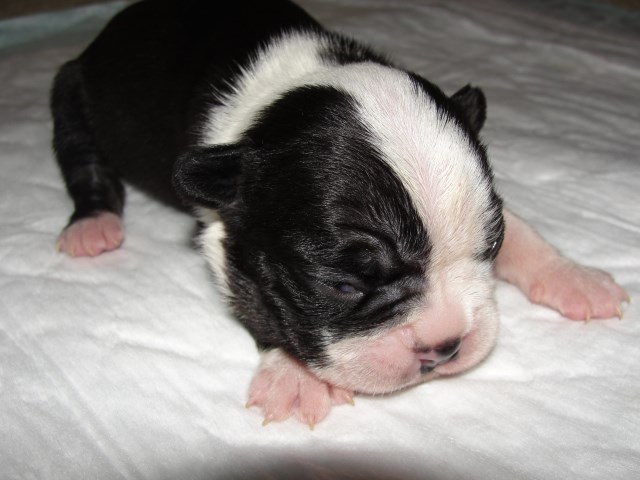 Boston Terrier puppy for sale + 51619