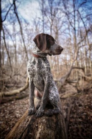 German Shorthaired Pointer puppy for sale + 53996