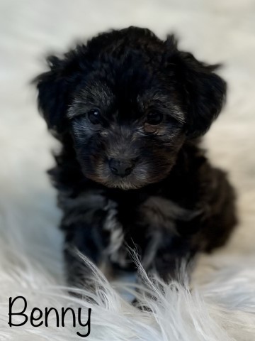 Havanese puppy for sale + 64452