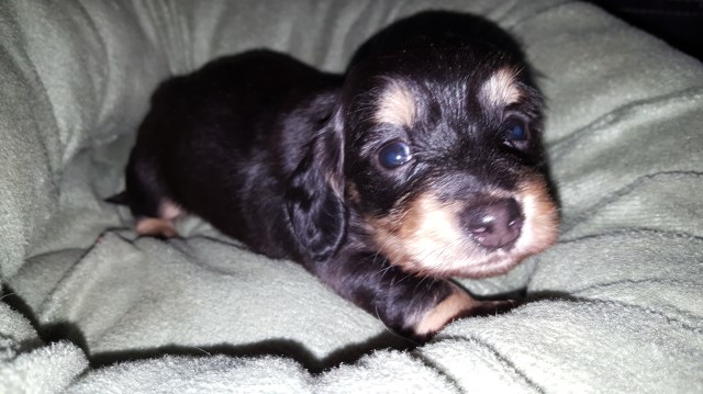 Dachshund puppy for sale + 48625