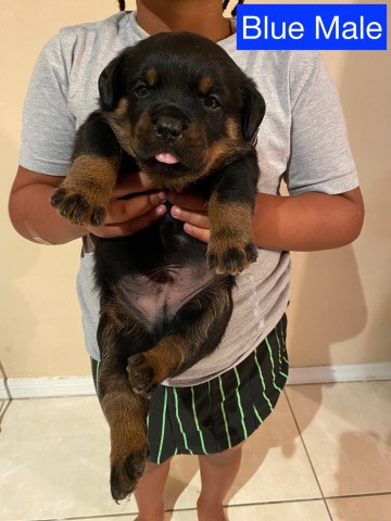 German Rottweiler Puppies