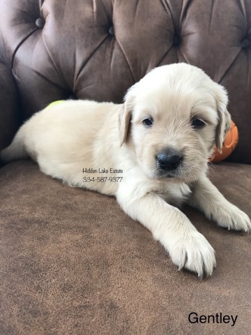 Golden Retriever puppy for sale + 53979