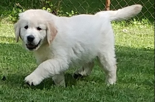 Golden Retriever puppy for sale + 52844