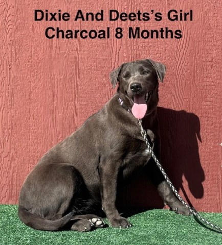 Labrador Retriever puppy for sale + 66807