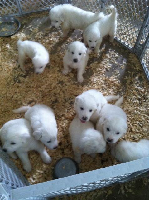 Great Pyrenees puppy for sale + 51632