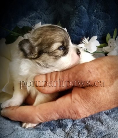 Pomeranian puppy for sale + 58684