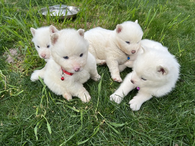 Subirían husky puppy’s