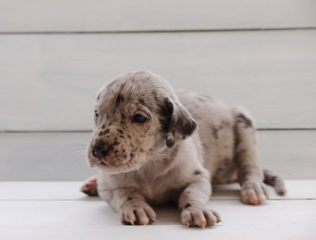 Great Dane puppy for sale + 47316