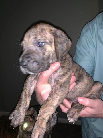 Great Dane puppy for sale + 59987