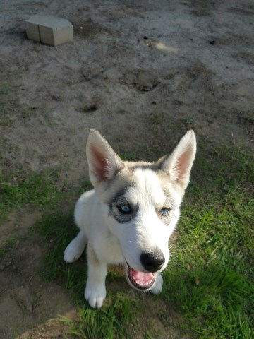 Siberian Husky puppy for sale + 47351