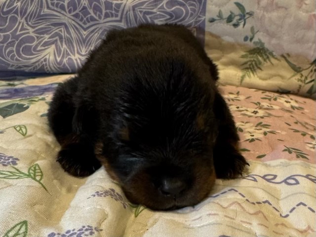 AKC Rottweiler Puppies – Champion Bloodline