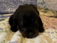 Rottweiler thumbnail