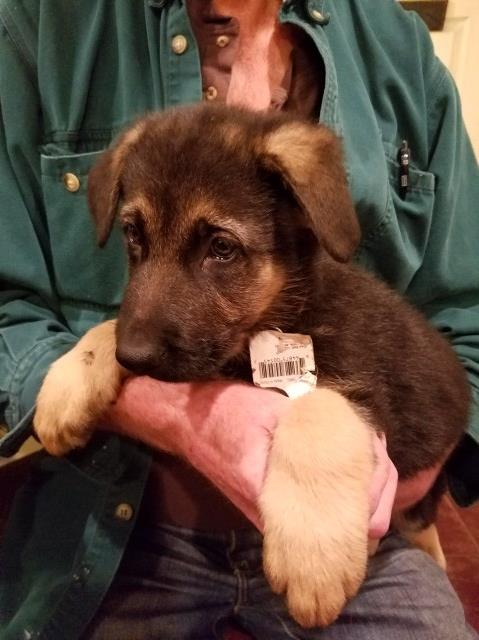 Akc registered German Shepherd puppies