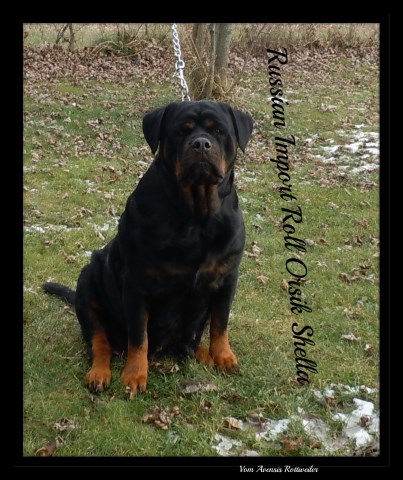Rottweiler puppy for sale + 51064