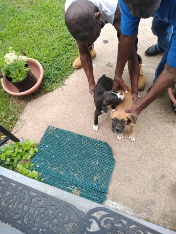 Boxer puppy for sale + 54741