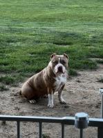Our keeper Bully is up for grabs ! American Pit Bull Terrier for sale/adoption