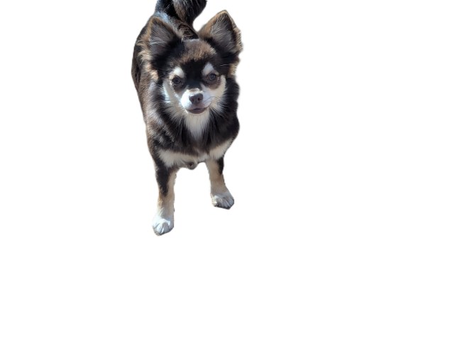 2 Female Chihuahuas  With Full AKC
