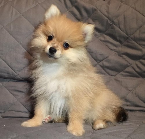 For Sale AKC Pomeranian male puppy - Canton, Ohio