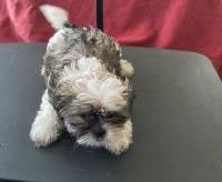 SHIZ-TZU 2 Males and 2 Females Shih Tzu for sale/adoption