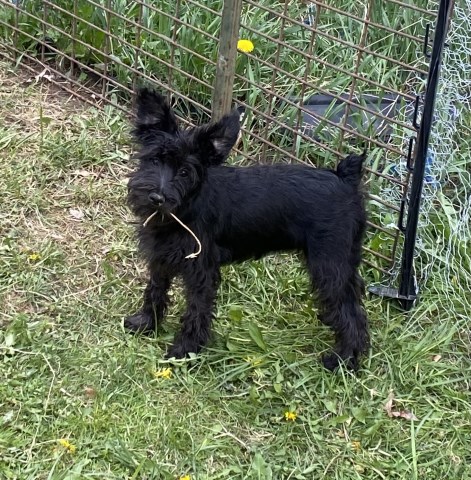 Miniature Schnauzer puppy for sale + 66573