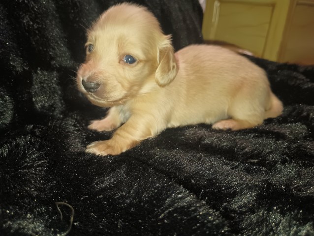 Dachshund puppy for sale + 65173