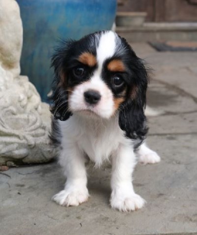 Cavalier King Charles Spaniel puppy for sale + 53453