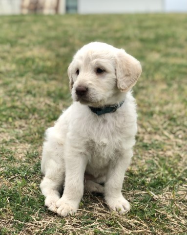 F1 Labradoodles