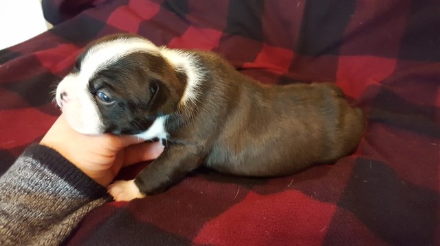 Boston Terrier puppy for sale + 47987