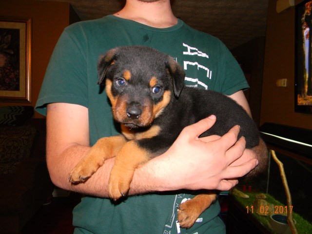 Rottweiler Puppy $450