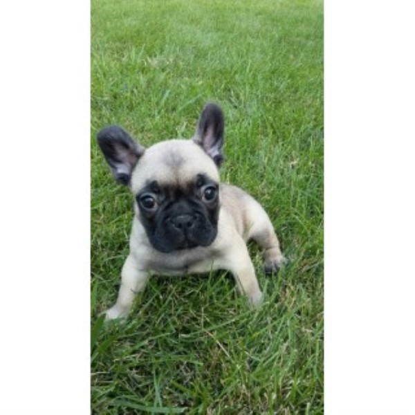 French Bulldog puppy dog for sale in Peoria, Illinois