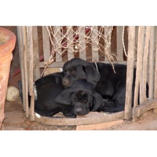 AKC Champion Pedigree Labrador Retriever Puppies - $400 (fruita)