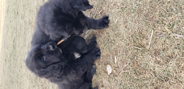 Newfoundland Dog puppy for sale + 62942