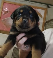 AKC Rottweiler Puppies Rottweiler for sale/adoption