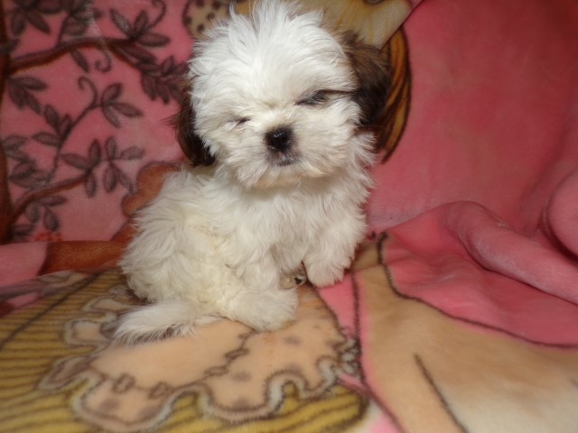 Shih Tzu puppy for sale + 65796