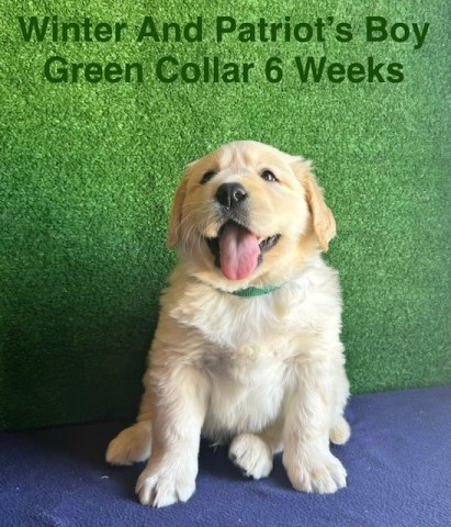 Labrador Retriever puppy for sale + 66482