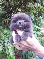 Luxury Tiny Rare Blue Pomeranian Puppy Prince Pomeranian for sale/adoption